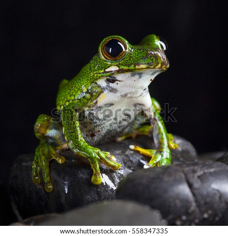 Leptopelis Vermiculatus frog in studio with black background