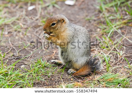 Arctic ground squirrel eating something on the ground