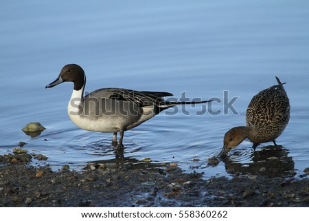 Male and female  Pintail (Anas acuta) searching for food along the shoreline.