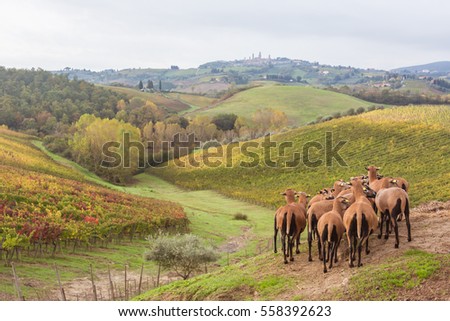 Italian farm