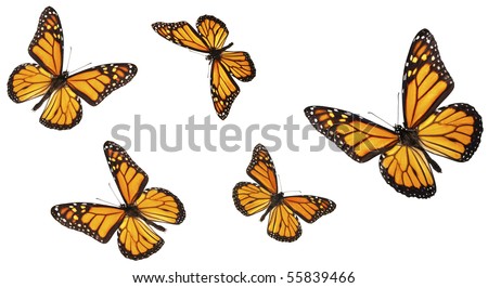 Monarch butterfly in various flying positions. Isolated on white, studio shot.