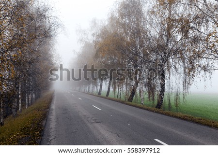 old asphalt road in the autumn, during heavy fog. on the roadway visible white markings. On the side of bare birch trees grow. Photo taken closeup. Small depth of field.