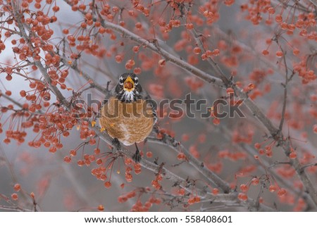  American Robin feeding in winter