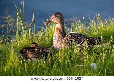 Mother Duck and Chicks In Evening Light