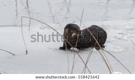 North American river otter (Lontra canadensis) in the wild.  Water mammal with wet fur, pops up out of an Eastern Ontario lake of ice & spring corn snow while eating a fresh frozen fish. 