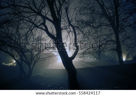 strange light in a dark forest at night, spooky foggy landscape of trees silhouettes with light behind, mytical concept