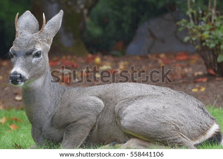 Spike deer