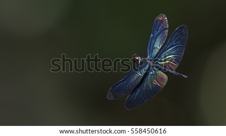 Dragonflies of Thailand ( Rhyothemis plutonia ), Dragonfly on fly