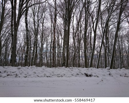 Beautiful winter forest background. Snowy forest wallpaper.