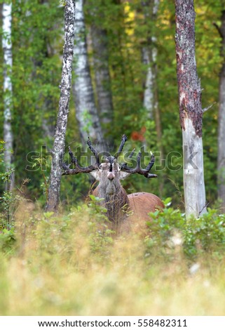 Red Deer Stag Roaring in the natural Forest.