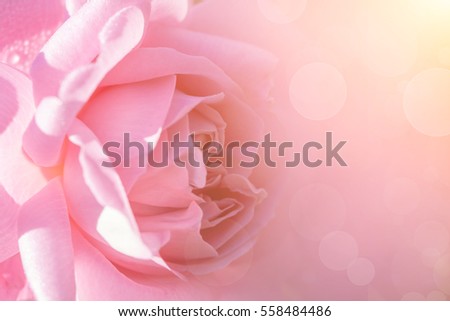 Pastel and Soft style of Close up Rose flower With Macro Lens for Valentine's day Background