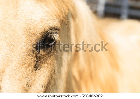 Horse stables Haflinger horses in stable
