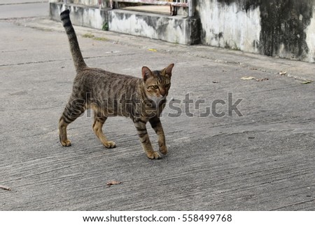 Cat walking.