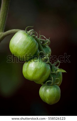 tomatoes growing on a branch