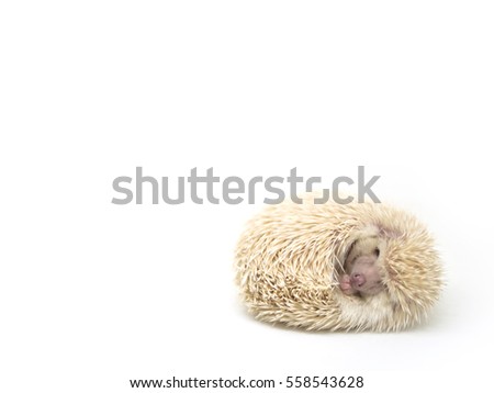 hedgehog  lazy on a white background
