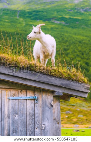 Sheep on the roof with grass in the mountain village. Norway
