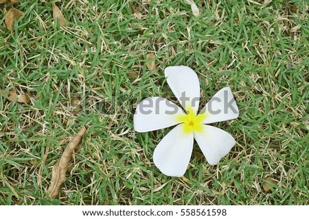White flowers on green grass.