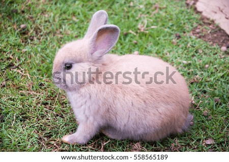 Little Brown rabbit on the grass. cute rabbit.