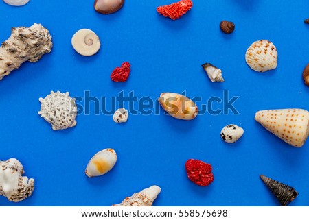 Variety of Seashell on Blue Background