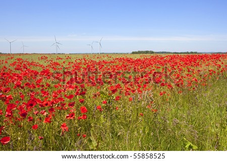 an agricultural field with oil seed and bright red poppies and wind turbines in the background under a blue summer sky
