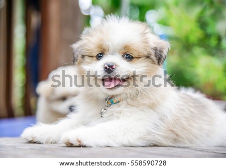 Cute puppy outdoors on a sunny day, Selective focus