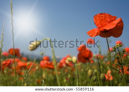 red poppies field against blue sky with sun