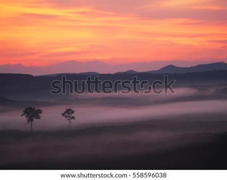 Trees amid the fog,grain,Grain amid light