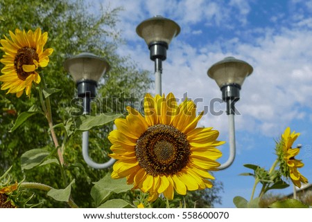 Blooming sunflowers on a background of park lamps, green foliage and blue sky