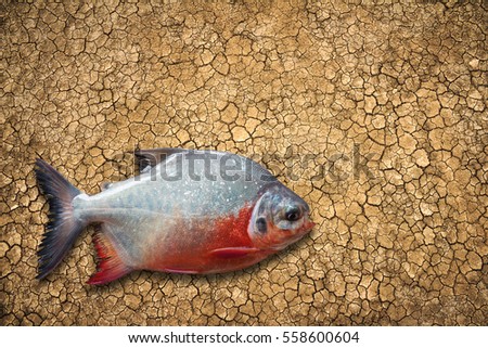 Dead fish in the desert