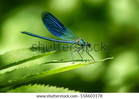 Dragonfly Royalty-Free Stock Photo #558603178