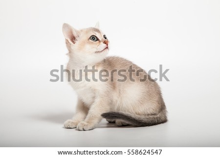 golden short hair burmilla breed cat two month sit and looking at top on white background