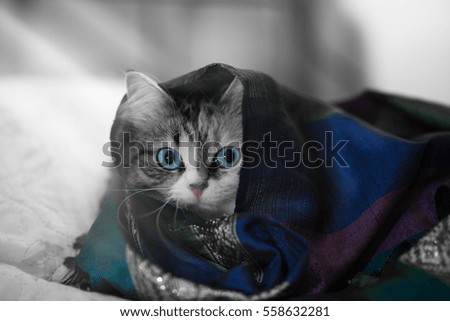 blue eyed gray cat under a colored Cape (scarf).