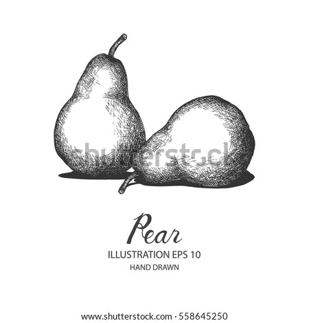 Pear hand drawn illustration by ink and pen sketch. Isolated vector design for fruit and vegetable products and health care goods.