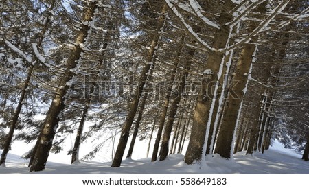 Landscape of winter pine and fir forest covered with snow