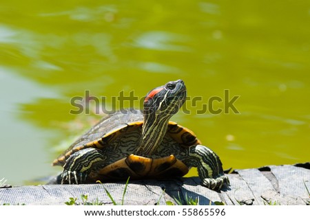 turtle getting out of water