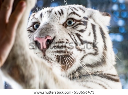 White Bengal tiger in the high five holes in the glass of a zoo