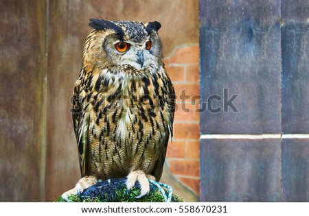 Close up picture of owl stands on the perch
