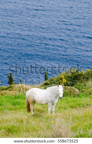 Horse grazing on island scenery