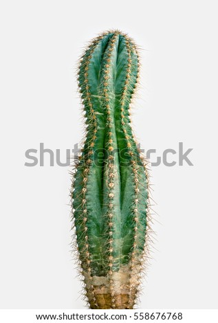 losing weight cactus   Royalty-Free Stock Photo #558676768