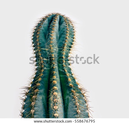 cactus   Royalty-Free Stock Photo #558676795