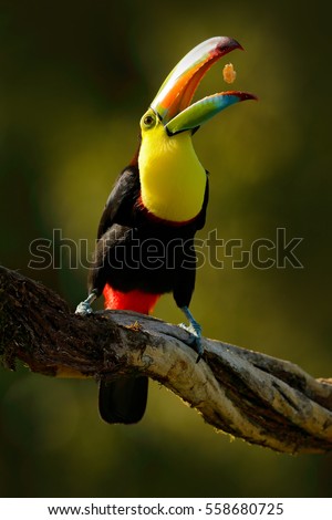 Keel-billed Toucan, Ramphastos sulfuratus, bird with big bill sitting on the branch in forest with fruit in beak, Boca Tapada, Laguna de Lagarto Lodge, Costa Rica.