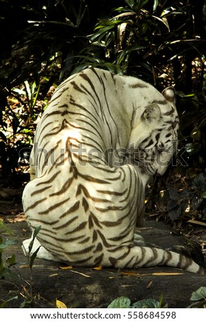 Tropical white tiger in natural habitat enclosure