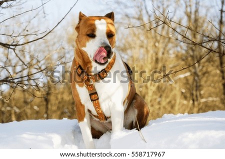 stafford terrier running in winter snow