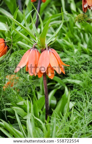 Landscaping flower garden. Turkish's mountains in the skirts of the opposite lilies. Inverted lilies. Colorful colored tulip in the jungle