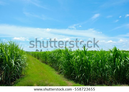 Sugarcane field and road with white cloud in Thailand