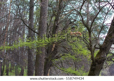 Squirrel jumps on branches