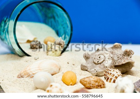 Studio Photo Shoot of Close up Seashell Collection on Summer Beach