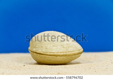 Studio Photo Shoot of Smooth Duck Clam Seashell