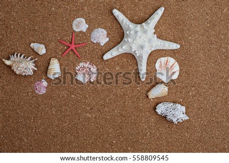sea shells lying on cork board