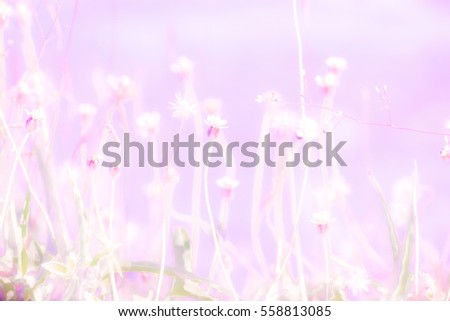 blurred flowers grass background